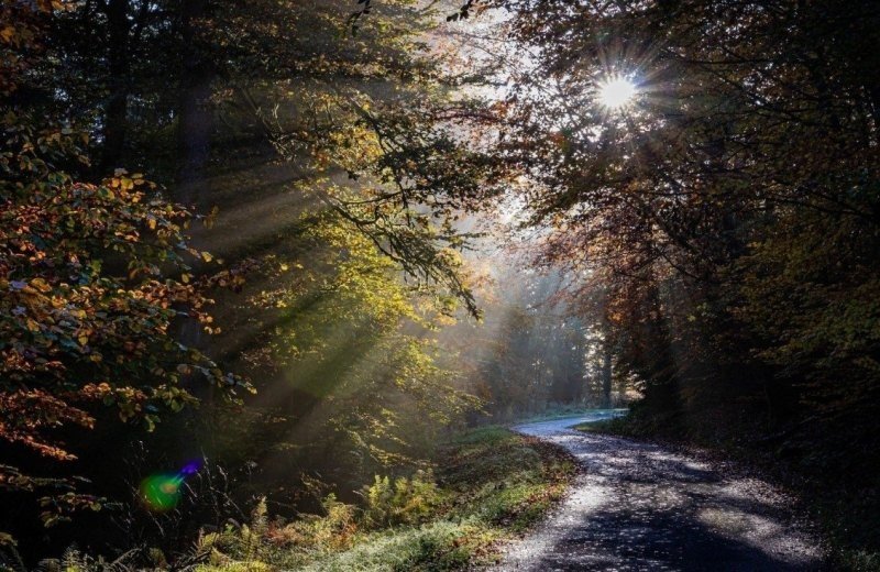 Sauerland wald sonne